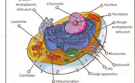 Estructura Y Partes De La Celula Eucariota Abc Fichas Images