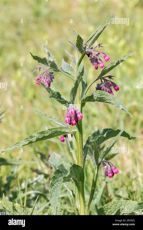 Symphytum Officinale Echter Beinwell Gemeiner Beinwell Arznei