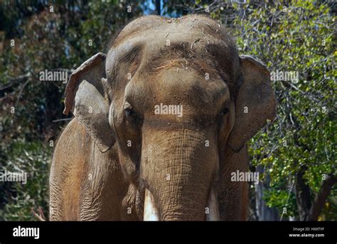 Elephant Close Up Stock Photo Alamy