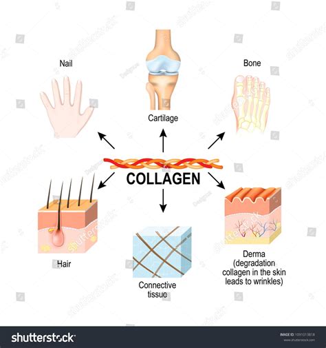 Vectorcollagen Structural Protein Connective Tissues Cartilages