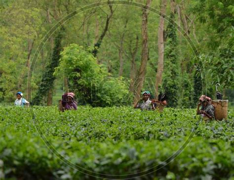 Image Of Tea Workers Plucking Tea Leafs In Assam Tea Plantations Dp451030 Picxy