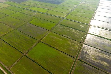 Os Campos De Arroz S O Inundados Gua Planta Es De Arroz