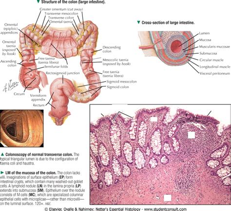 Taenia Coli Histology