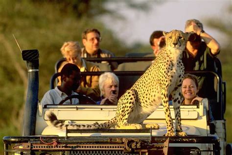 How To Plan Your Tanzania Safari Travel Information