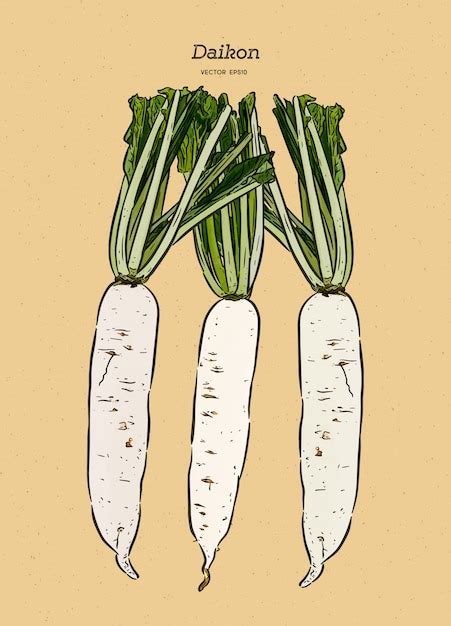 Premium Vector Japanese Radish Daikon Illustration