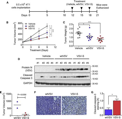 Tumor Reduction By Intratumoral Injection Of Vsv S A The Scheme For