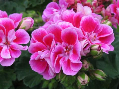 Pelargonium Zonale Staande Geranium Bloemenpark Appeltern