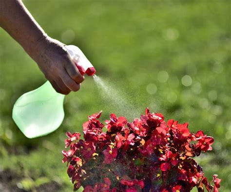 Los 20 Mejores Insecticidas Naturales Y Caseros Para Cuidar Tu Jardín