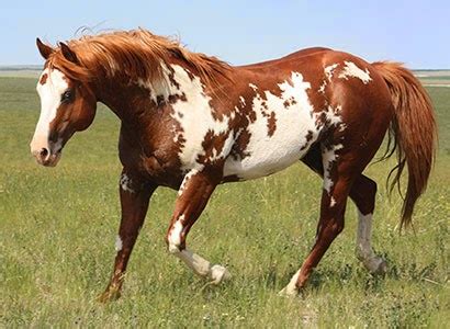 Hope and Horses: Horse Color Genetics: Overo and Lethal White Syndrome