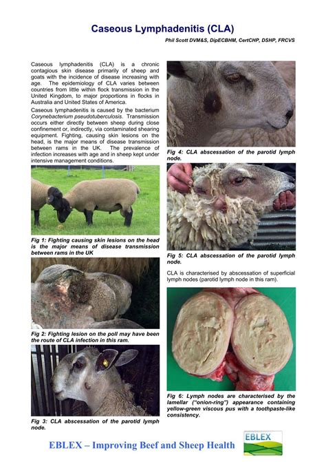 Caseous Lymphadenitis Suffolk Sheep Society South East Branch