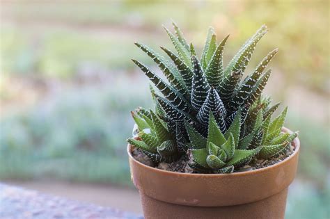 Haworthia Growing Care And Propagation Plantura