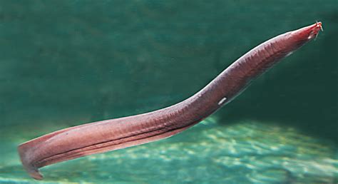 Did you know??? - hagfish