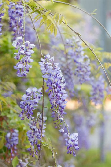 Wisteria Photo, Purple Flower Photo, Wisteria Art, Floral Wall Decor ...