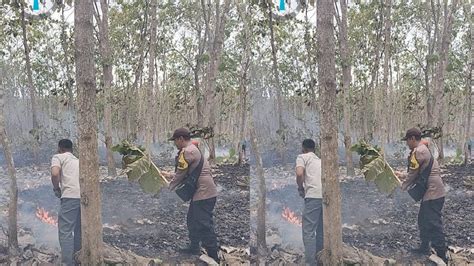 Kemarau Hutan Jati Milik Perhutani Di Banyuwangi Terbakar