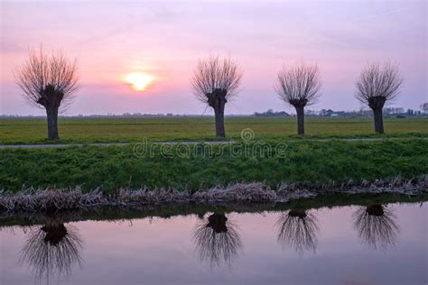 Cropped Willows In A Typical Dutch Landscape At Sunset Stock Photo