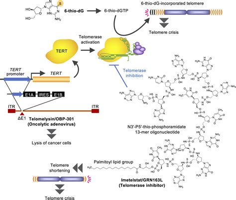 Crossroads Of Telomere Biology And Anticancer Drug Discovery Seimiya