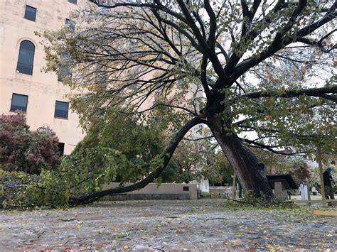 Like so many trees in Oklahoma,... - Forest Heritage Center