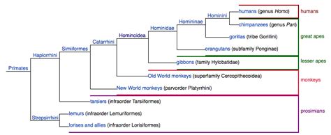 Anthropology: Nelson, Gilbert, Wong, Miller, Price (2012)