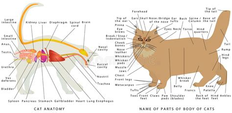 Cat Heart Anatomy Stock Illustrations – 57 Cat Heart Anatomy Stock ...