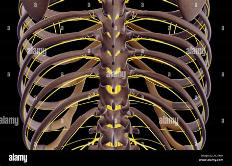 Nervio Espinal Tor Cico Fotograf As E Im Genes De Alta Resoluci N