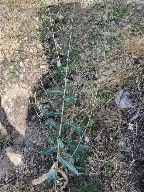 Is this wild lettuce ? : r/WildLettuce