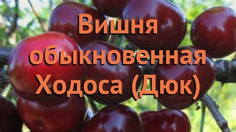 Вишня обыкновенная Ходоса (Дюк) (khodosa dyuk) 🌿 обзор: как сажать ...