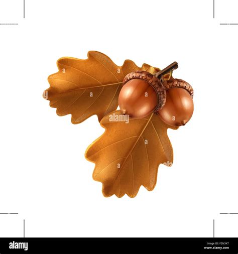 Oak Branch With Acorns Vector Illustration Stock Vector Image Art