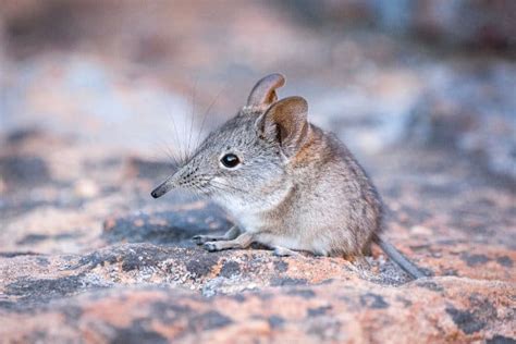 Elephant Shrew: Facts About the Adorable African Sengi