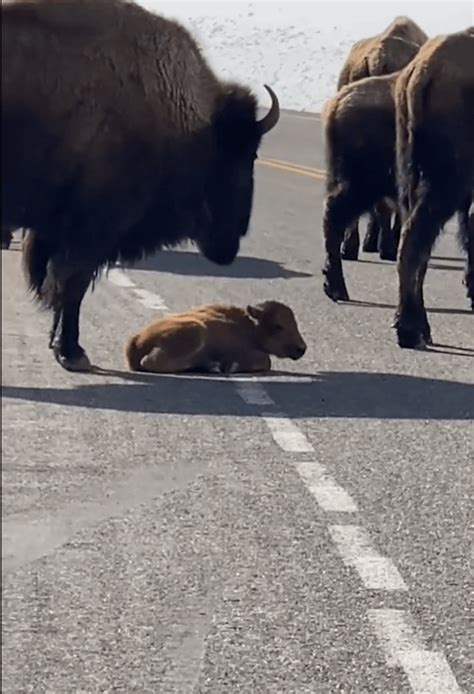 Büyükbaş Hayvan Sürüsü Yolu Trafiğe Kapattı Ortalarında Ne Olduğunu