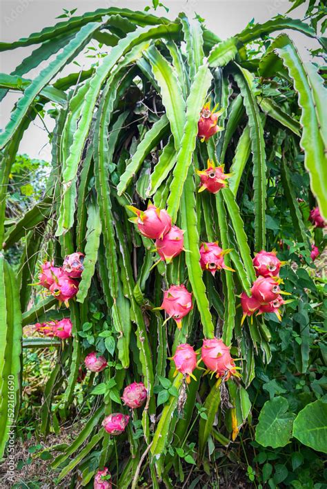 dragon fruit on the dragon fruit tree waiting for the harvest in the ...