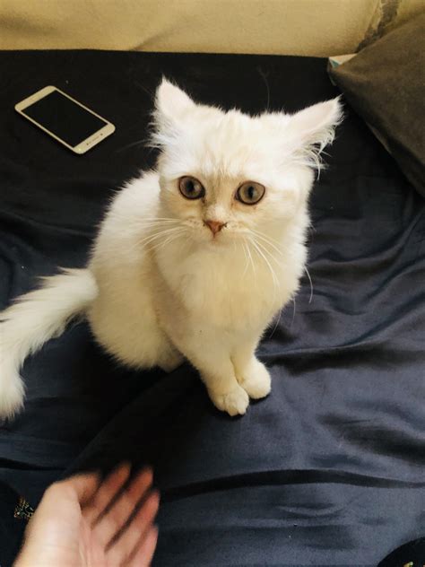 Persian white male cat - Pet Bazaar