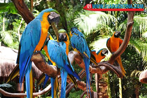 Tourist offer to visit in Iguazu Falls unique species of jungle birds