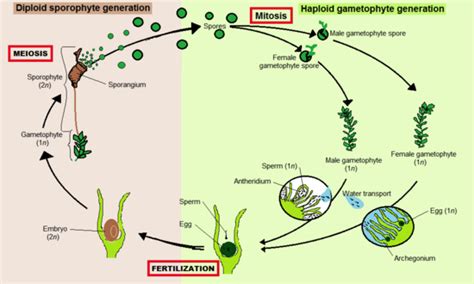 Bryophytes - NEETLab