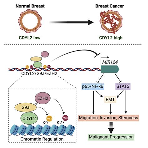 Cdyl Epigenetically Regulates Mir To Control Nf B Stat Dependent