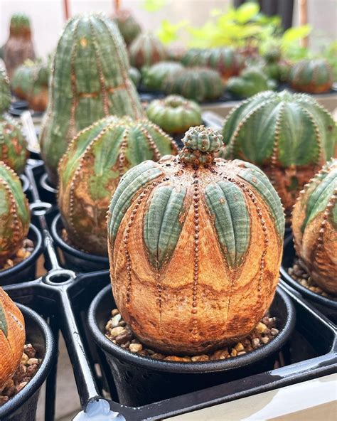 10 Exotic Succulents For A Tropical Paradise At Home