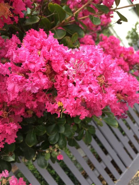 Crêpe Myrtle 5221 Fringed Crêpe Myrtle Anne Holmes Flickr