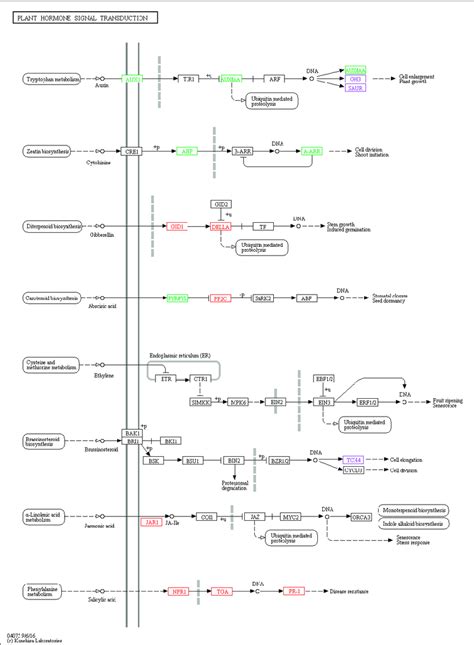 Visualization Of Plant Hormone Signal Transduction Ko04075 KEGG