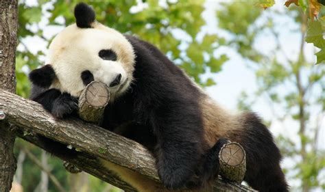 Panda géant ZooParc de Beauval