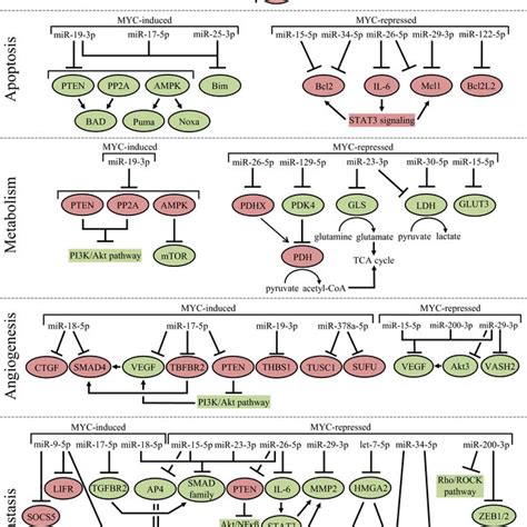 Mycregulated Lncrnas Involved In Five Important Hallmarks Of Cancer