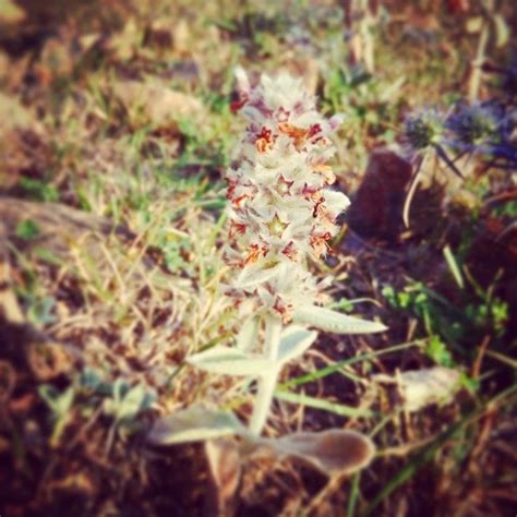 Mountain Photographi Red Peppercorn Plants Peppercorn