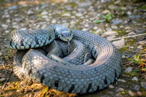 A Picture I Took Of A Grass Snake Natrix Natrix Back In 2016 In