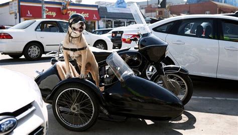 básico semestre marea maleta para perro moto erupción recibir sitio