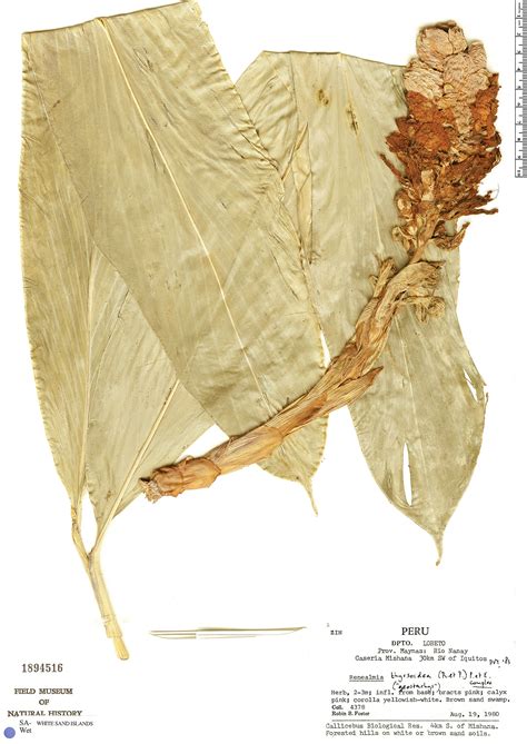 Renealmia thyrsoidea Herbário Rapid Reference The Field Museum