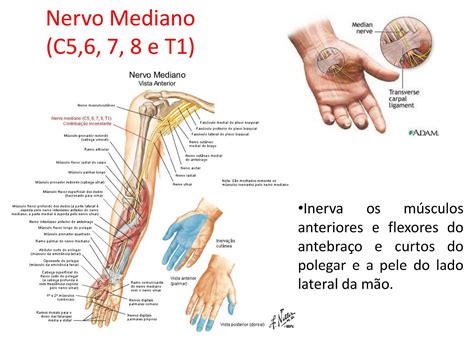 Anatomia Da M O Nervos Sololearn