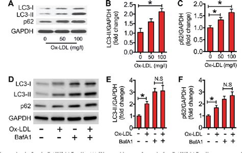 Figure 1 From Hydrogen Attenuated Oxidized Low Density Lipoprotein