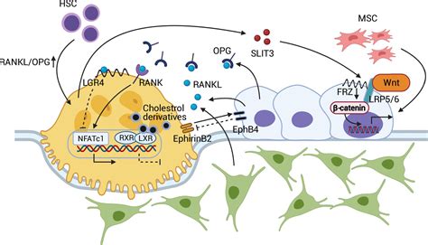 Bone Circuitry And Interorgan Skeletal Crosstalk Elife