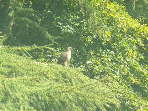spittal woodland trust