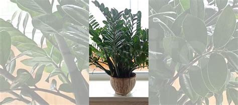 Долларовое дерево замиокулькас купить в Новосибирске | Товары для дома ...