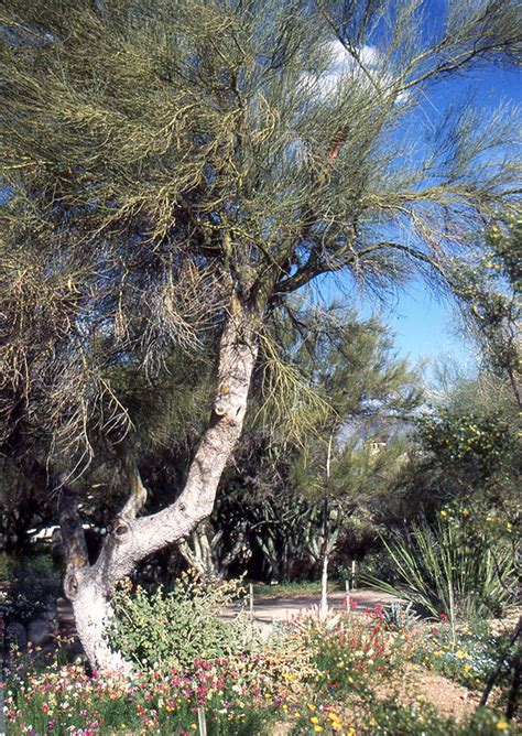 Parkinsonia Florida Landscape Plants Oregon State University