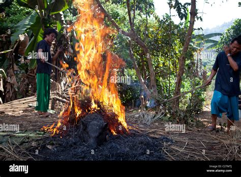 Lisu Hill Tribes Man Butcher Pig For Celebration New Year Ban Hay Ko